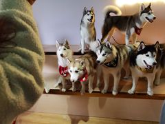 -Husky Go! 哈士奇体验馆·宠物咖啡厅狗咖