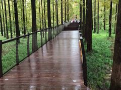 -黄海国家森林公园