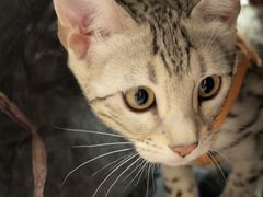 -鲜得来排骨年糕(云南南路总店)