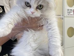 -小猫来了·猫舍(红山六九七九店)