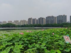 -南翔镇银翔湖公园