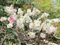 -南汇桃花村