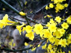 -金陵中学(河西分校)