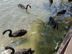 -五缘湾湿地公园
