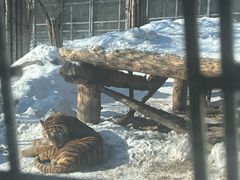 -横道河子东北虎林园