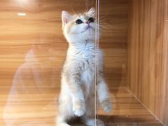-猫十亿·布偶金渐层·曼基康矮脚猫舍(青年路店)