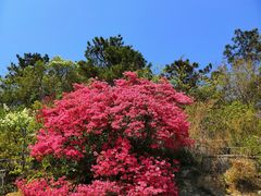 -木兰云雾山