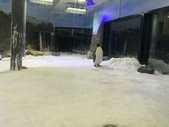 -悉尼海洋生物水族馆
