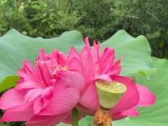 -莲花池公园