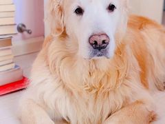 -瑞派福兴宠物医院犬猫全科·骨科·中西医结合(河东店)