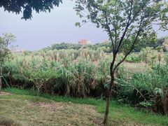 -广东花都湖国家湿地公园