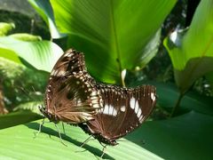 -蝴蝶山庄(Taman Rama-rama & Reptilia Melaka)