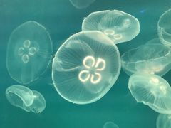 -福州罗源湾海洋世界旅游区