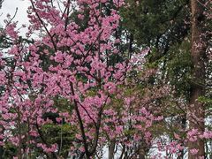 -南山植物园