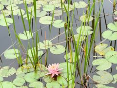 -白鹭湾湿地公园