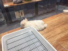 -狗道宠物(常熟印象城店)