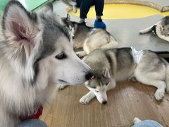 -Husky Go! 哈士奇体验馆·宠物咖啡厅狗咖