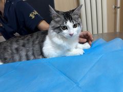 -喜多萌中农锦绣动物医院24H·猫科·牙科MRI·CT