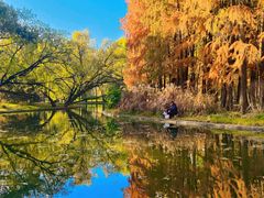 -上海共青森林公园