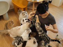 -有喵·猫咖·狗咖·30几只猫10只小狗(岗厦店)