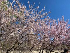 -桃花堤公园