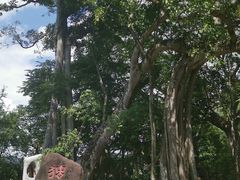 -瑞丽独树成林风景区