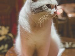 -猫色咖啡·猫咖