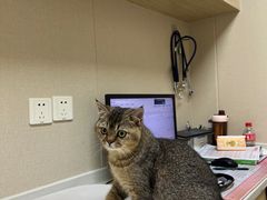-安安宠医宠物医院·异宠·犬猫内科(岳阳分院)