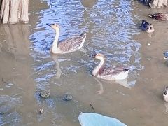 -海珠湖公园