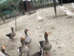 -思源鱼庄
