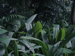 -广州兰圃