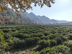 -中国茶叶博物馆(双峰馆区)