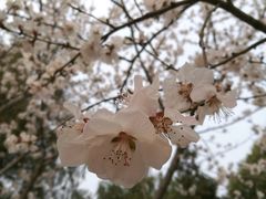 -北京鹫峰国家森林公园