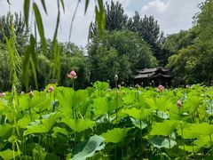 -莲湖公园