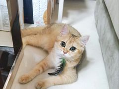 -lincat·猫舍(广州店)