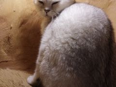 -猫猫幼稚园·撸猫·桌游·电玩