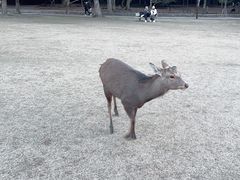 -奈良公园