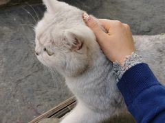 -喵屿·大理花园猫咖