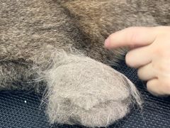 -爱洗澡的猫(望京店)