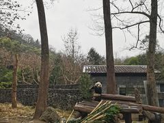 -都江堰中华大熊猫苑