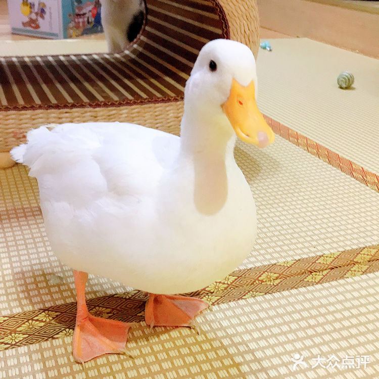 安阳探店｜安阳首家猫咖☕️二楼的猫🐱