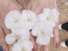 -南国桃园旅游度假区