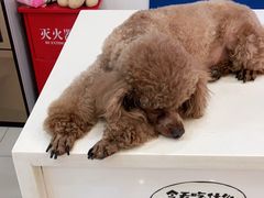 -全心全意连锁动物医院·微创中心·内科急重症·心脏专科(丰管路店)