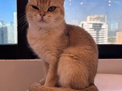 -有喵·猫咖·狗咖·40+猫狗有小奶狗(岗厦店)