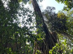 -西双版纳原始森林公园