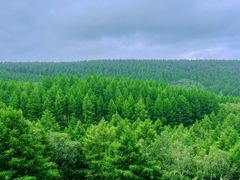 -塞罕坝国家级自然保护区