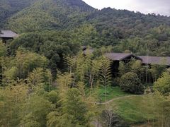-大唐贡茶院
