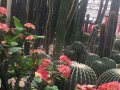 -石家庄市植物园