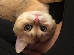 -东方名猫馆·英短金渐层布偶猫舍(环线广场1号楼店)