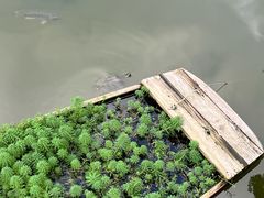 -深圳仙湖植物园-停车场